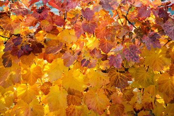 Naklejka na ściany i meble autumn leaves background pattern vineyard
