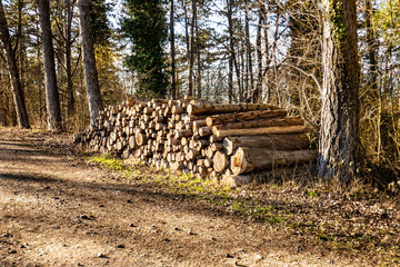 woodpile in the forest