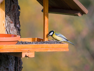 Close up Great tit, Parus major bird perched on the bird feeder table with sunflower seed. Bird...