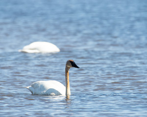 Swan