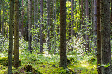 Bright fabulous colors of the old dense forest