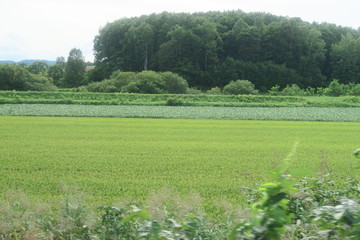 夏の日本国北海道の田舎の風景