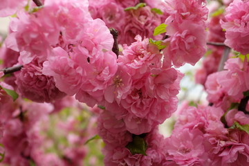 Peach flowers in garden in Beijing, China spring