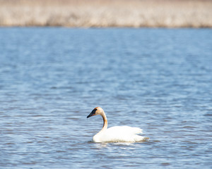 Swan