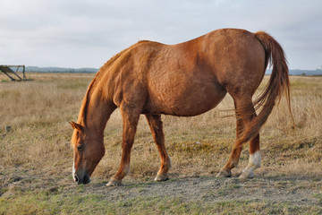 Obraz premium Cheval