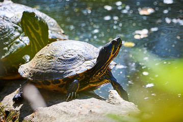 Yellow-bellied slider turtle (Trachemys scripta scripta) Warming Up	