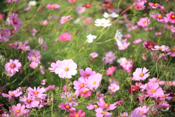Obraz na płótnie Canvas 日本に咲いているコスモス