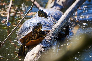 Yellow-bellied slider turtle (Trachemys scripta scripta) Warming Up	
