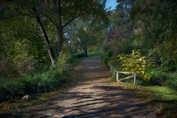 Camino por el parque