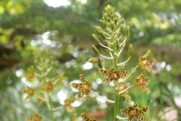 orchid flower in garden at winter or spring day for postcard beauty and agriculture idea concept design.Wild orchid