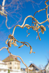 Frosty plant buds after first freezing cold night in front of blue sky as background, closeup, details