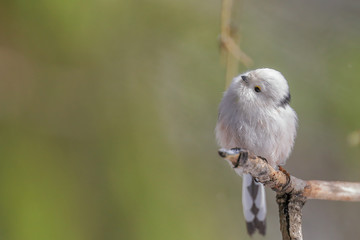 long-tailed tit