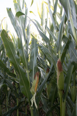 Corn on the stalk
