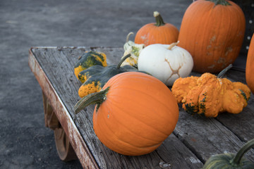pumpkins and gourds