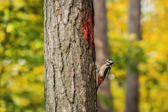 Great spotted woodpecker, a white, black and red male bird, climbing up on a tree on a sunny autumn day. Blurry yellow, green and brown background. - Powered by Adobe