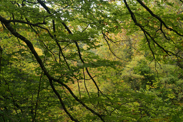 Autumn beautiful trees with green and yellow leaves