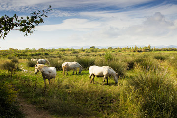 Obraz na płótnie Canvas white horses in nature