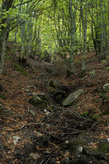 Autumn beautiful trees with green and yellow leaves