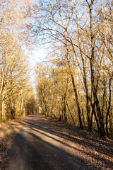 agricultural road in the forest