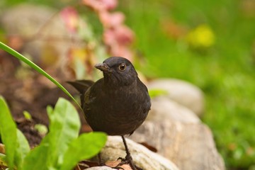 Eine weibliche Amsel stizt am Abend in einer grünen Wiese Turdus Merula