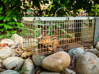 Chipmunk in live humane trap. Pest and rodent removal cage. Catch and release wildlife animal...