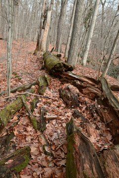 Tronc d'arbre mort en for&ecirc;t