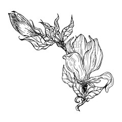 Bright black and white floral arrangement with magnolia flowers