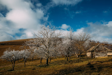 Obraz premium Frozen trees