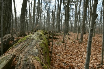 Tronc d'arbre mort en for&ecirc;t