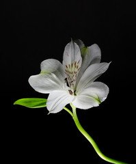 Bright alstroemeria flower on a black background.