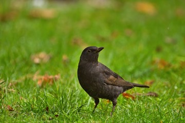 Eine weibliche Amsel stizt am Abend in einer grünen Wiese Turdus Merula