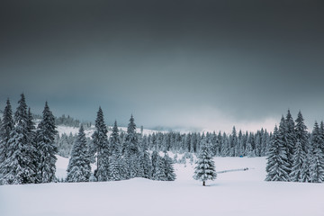 Majestic winter landscape with snowy fir trees.  Winter postcard.