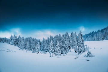Majestic winter landscape with snowy fir trees.  Winter postcard.