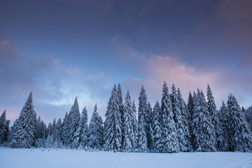 Majestic winter landscape with snowy fir trees.  Winter postcard.