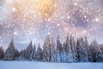 Majestic winter landscape with snowy fir trees.  Winter postcard.