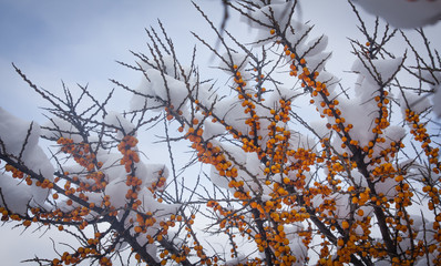 Sea-buckthorns (Hippophae) berries under the snow in garden