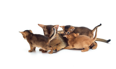 cat licks a group of kittens on a white background