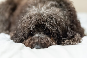 Shaggy black labradoodle dog lay down and looking directly into the camera