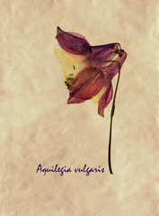 Aquilegia vulgaris in herbarium