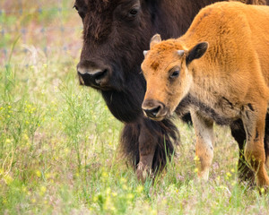 Mother and Calf © Dennis