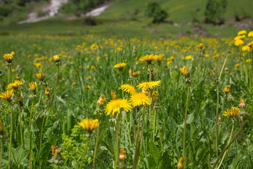 Fototapeta premium Eine Blumenwiese mit Löwenzahn in den Bergen
