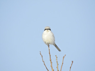 Der Nördliche Raubwürger in der Eifel