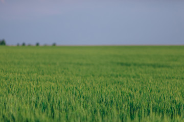Green field full of wheat and blue sky. winter wheat.