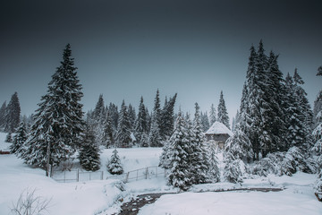Fototapeta na wymiar Majestic winter landscape with snowy fir trees. Winter postcard.