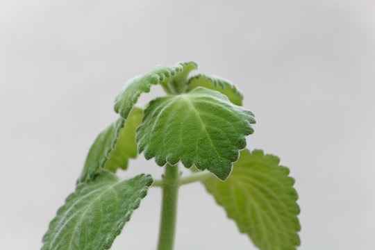 Leaves of a recently dicovered new species of a spurflower, Plectranthus bellus