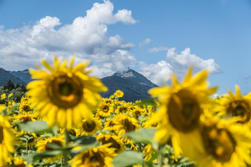 Berg zwischen Sonnenblumen