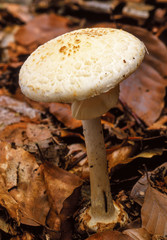 Toxic Fungus Amanita citrina