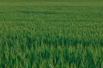 field of winter wheat on blue sky background. summer evening.