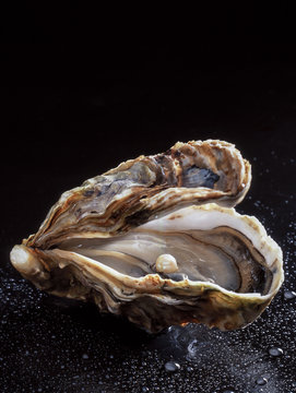 pearl oyster