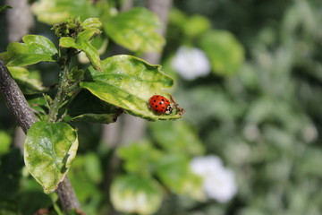 Marienkäfer auf Hibiskusblatt © Ute Bittlinger